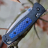 Складной нож Benchmade Bugout Gold Class 535-191 - Складной нож Benchmade Bugout Gold Class 535-191