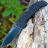 Складной нож Cold Steel Recon 1 Spear 27BS - Складной нож Cold Steel Recon 1 Spear 27BS